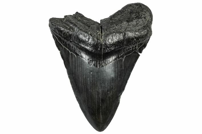 Fossil Megalodon Tooth - South Carolina #301826